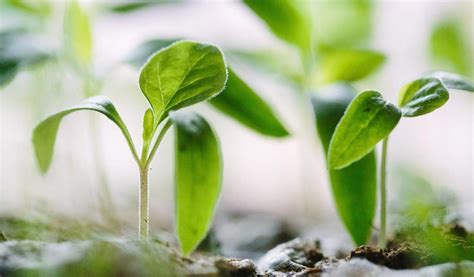 Conceptos básicos de Fisiología Vegetal aplicados a la agricultura ...