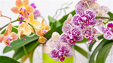 How To Grow And Care For Orchids To Make Your Home More Luxurious