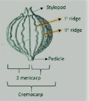 study  macroscopical  microscopical  coriander