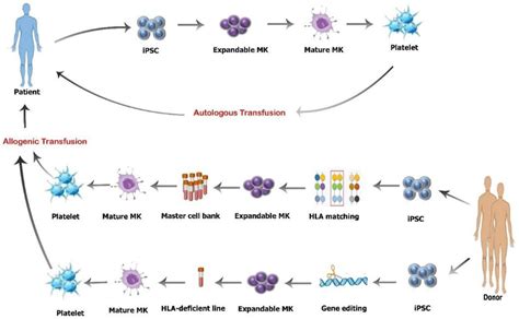 Of The Strategies For Overcoming Alloimmune Responses Following Plt