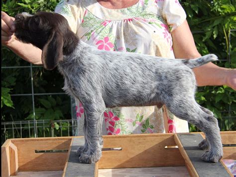 German Wirehaired Pointer For Sale - AKC Marketplace