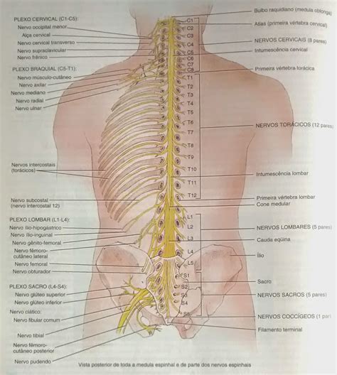 Sistema Nervoso Central Medula Espinhal Canal Vertebral