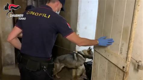 Espugnato Fortino Della Droga A Lombardore Arrestato Un Operaio YouTube