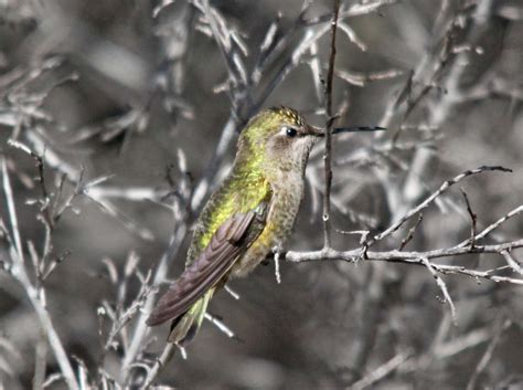 Pictures and information on Calliope Hummingbird