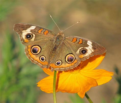 Buckeye On Cosmos Common Buckeye In The Wildflowers At The Flickr