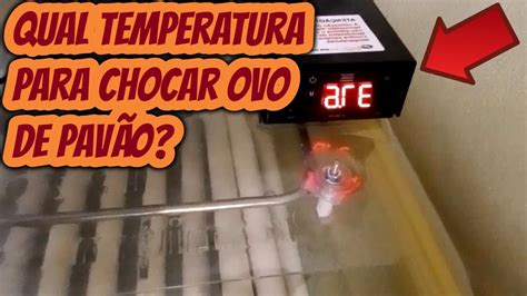 Qual a temperatura e umidade ideal para chocar os ovos de pavão pavoa