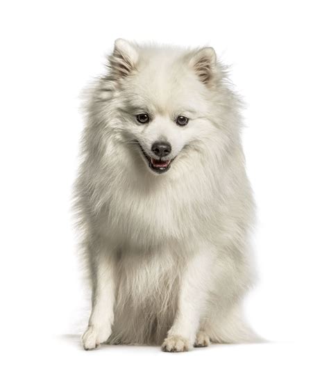 Spitz Dog Breeds | The Smart Dog Guide