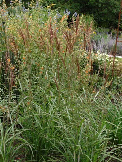 Miscanthus Andante Knoll Gardens Ornamental Grasses And Flowering