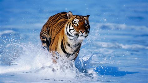 🔥 [49+] Wild Animals HD Wallpapers | WallpaperSafari