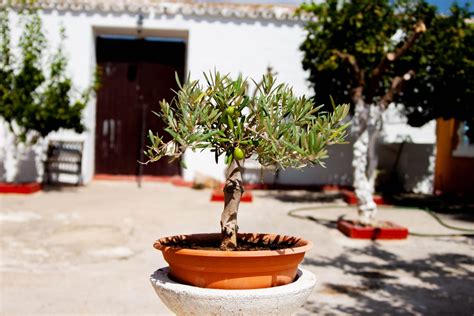 Bonsai Olivo Come Coltivarlo E Curarlo Ohga