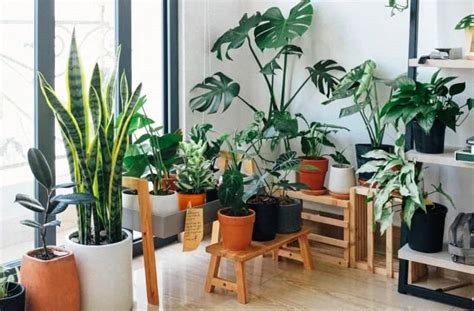 Consejos Esenciales Para Cuidar Plantas De Interior Correctamente