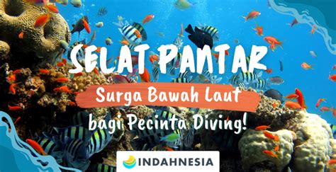 Selat Pantar Surga Bawah Laut Bagi Pecinta Diving Indahnesia Tour