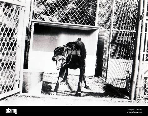 Doberman gang hi-res stock photography and images - Alamy