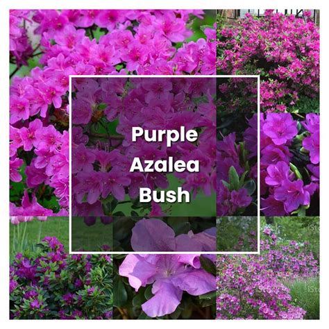 How To Grow Purple Azalea Bush Plant Care And Tips Norwichgardener