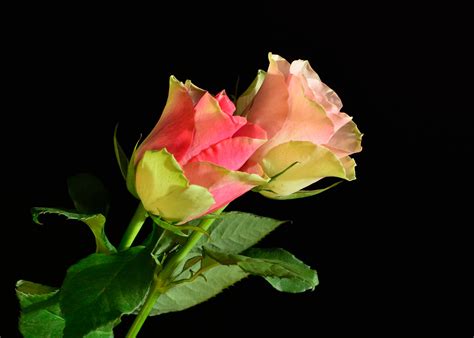 Desktop Wallpapers Roses flower Black background