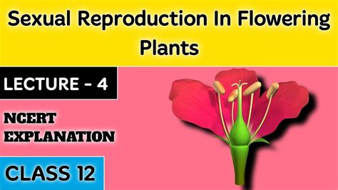 Sexual Reproduction In Flowering Plants Class 12 Lecture 4 Chapter 2 Ncert Explanation