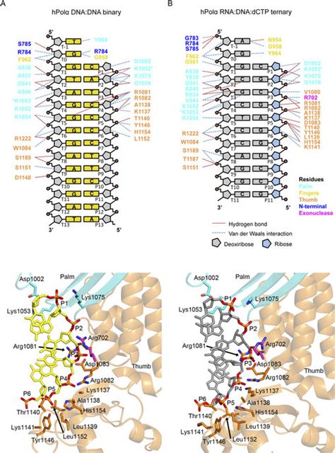 Protein Nucleic Acid Interactions A Top A Schematic Drawing Of