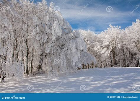 Árvores Congeladas Fotografia de Stock Imagem 28931542