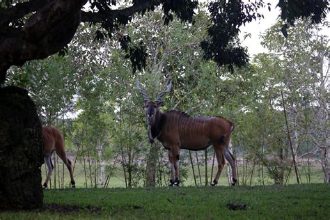 Giant Eland Taurotragus Derbianus The Giant Eland Is A Flickr