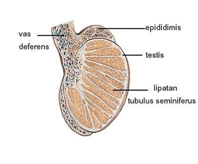 Sistem Reproduksi Pria PSYCHOLOGYMANIA