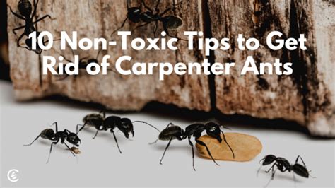 Top 10 Tips To Get Rid Of Carpenter Ants Quickly Cedarcide