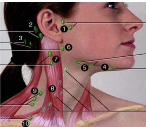 Lymph Nodes Flashcards Quizlet