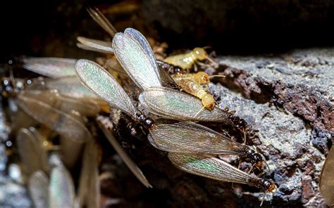 When Do Termites Swarm How Long Do Termites Swarm Everything You