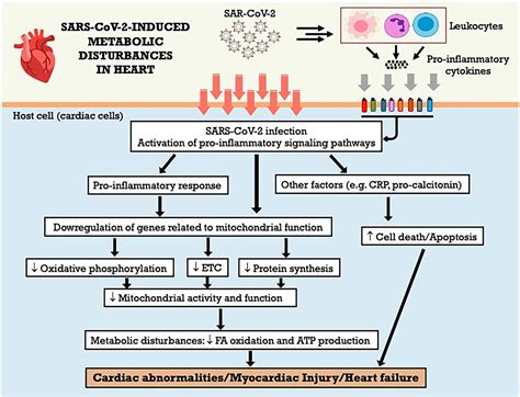 Frontiers Molecular And Cellular Mechanisms Involved In Tissue