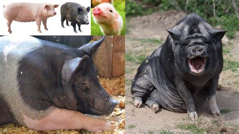 20 Most Common Pigs Species