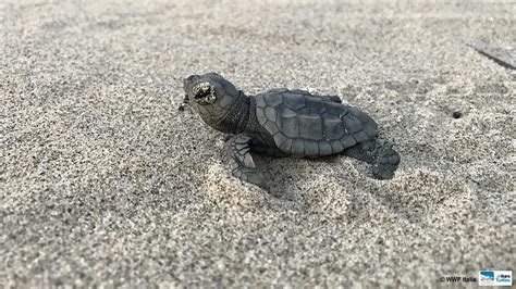 L Appello Del Wwf Per Salvare I Nidi Delle Tartarughe Marine Ecco Come