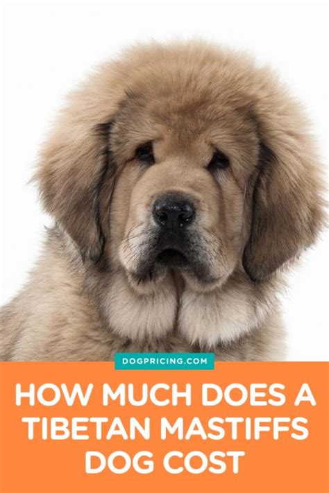 Tibetan Mastiff Price - All You Need to Know - Dog Pricing