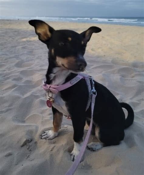 Cookie Small Female Chihuahua X Miniature Fox Terrier Mix Dog In Qld