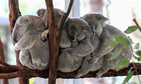 Lone Pine Koala Sanctuary Tickets, Australia | Activities in Australia