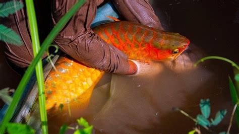 Insane Red Arowana Fish In Wild Catching Arowana In Nature Youtube