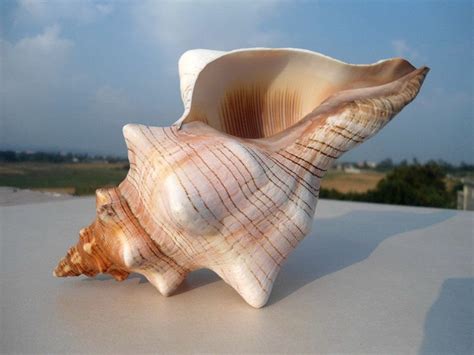 Aaa Large Natural Winding Conch Shells Decorate Shooting Props Etsy