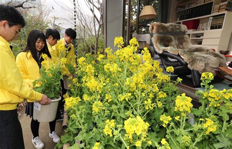 【動画】司馬遼太郎記念館「菜の花忌」前に飾り付け 産経ニュース