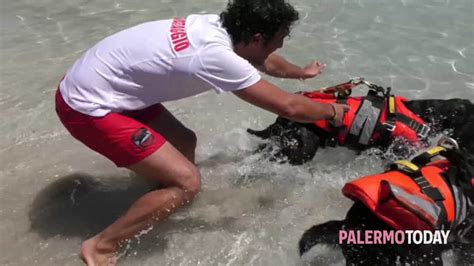 Bagnini Ma Anche Attori I Cani Eroi Di Mondello Recitano Ne Il