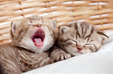 Two Funny Sleeping And Yawning Kittens In Wicker Basket Stock Photo