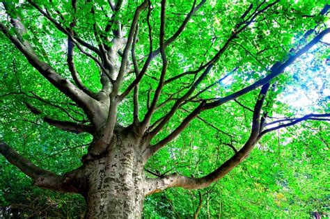 Árbol en primavera haya árbol en primavera naturaleza plano de