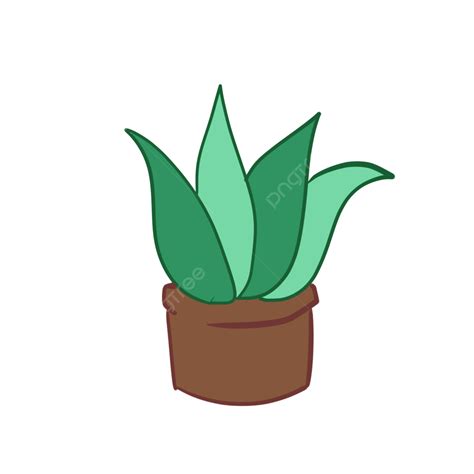 Aloe Vera Plant Clipart Transparent Background Cartoon Hand Painted