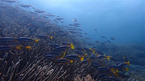 Raja Ampat And Their Endemic Shark Species Save Our Seas Foundation