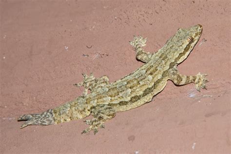 Flat-tailed house gecko (Hemidactylus platyurus)