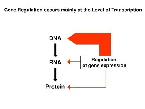 Ppt Regulation Of Gene Expression Powerpoint Presentation Free Download Id5880836