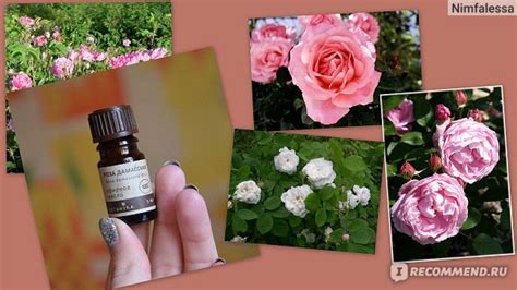 Эфирное масло Botanika Аромамасло "Роза дамасская" - «Сирийская ...