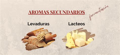 Los Aromas Del Vino Primarios Secundarios Y Terciarios