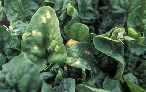 Spinach Downy Mildew Treatments Identify And Control Armuro