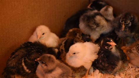 Chicks From Tractor Supply And Runnings 1 Wk 2 Wk 3 Wk And 4 Wk Old