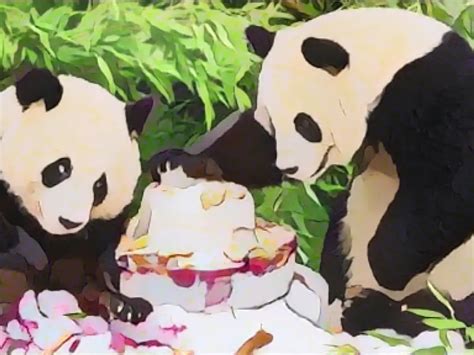 Les jumeaux pandas Pit et Paule reçoivent une plaque commémorative au