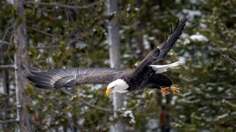 Bald Eagle Takes Flight In Yellowstone Yellowstone National Park