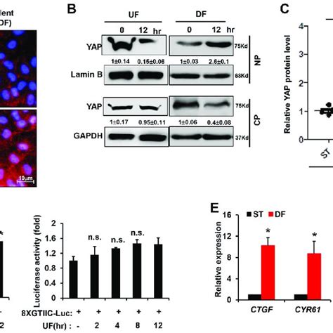 Pdf Laminar Flow Inhibits The Hippo Yap Pathway Via Autophagy And